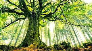 L'arbre (ELEMIAH VOYANCE 08 99 96 90 99) L'arbre (ELEMIAH VOYANCE 08 99 96 90 99)